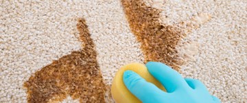 Cleaning Of Dirty Carpet
